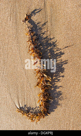 Codolo lavato su una spiaggia, spiaggia dell' acqua calda, la costa orientale della Penisola di Coromandel, Isola del nord, Nuova Zelanda Foto Stock