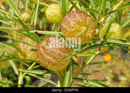 Balloonplant, Cotone a palloncino-boccola o impianto di Swan (Asclepias physocarpa), pianta preferita del monarca bruchi, Waitangi Foto Stock