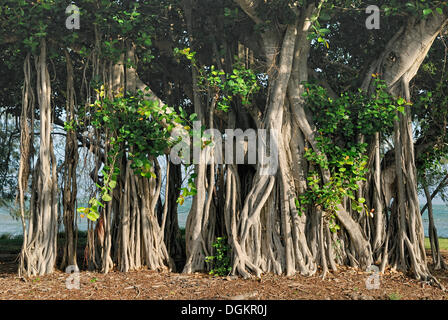 Radici aeree del Banyan Tree (Ficus benghalensis), Geoffrey Bay, Arcadia, Magnetic Island, Queensland, Australia Foto Stock