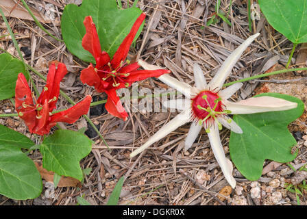 Arancio-petaled fiore della passione (Passiflora aurantia), bicolore, Magnetic Island, Queensland, Australia Foto Stock