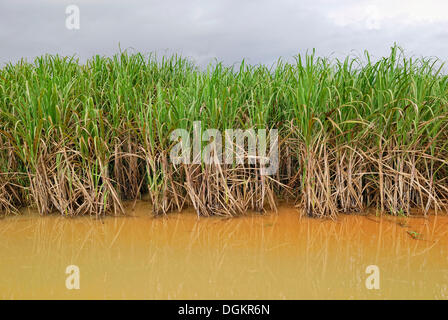 La piantagione di canna da zucchero dopo forti piogge, Highway 44, Cairns, Queensland, Australia Foto Stock