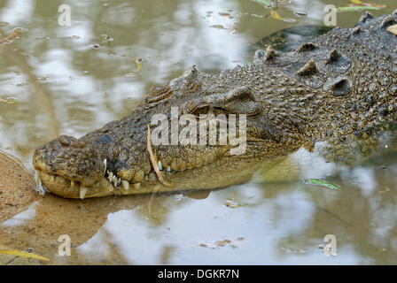 Coccodrillo di acqua salata, estuari o Indo-pacifico Crocodile (Crocodylus porosus), Billabong Santuario, Townsville, Queensland Foto Stock