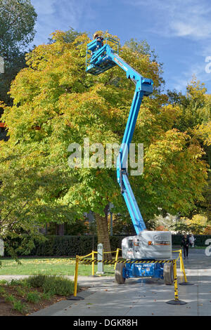 La chirurgia di albero con una piattaforma di sollevamento, castagno, Temple Square, Salt Lake City, Utah, Stati Uniti d'America Foto Stock