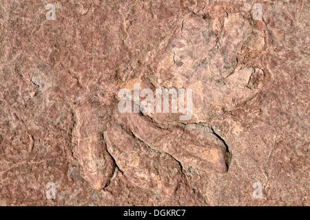 Impronte fossili di dinosauro, Dilophosaurus, parzialmente conservato, circa 170 milioni di anni, Jurassic Età arenaria Navajo Foto Stock