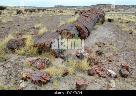 Silicified tronchi di albero della Foresta di cristallo, il Parco Nazionale della Foresta Pietrificata, Deserto Dipinto, Holbrook, Arizona, Stati Uniti Foto Stock