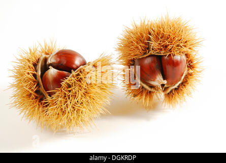 Castagne e marroni (Castanea sativa) Foto Stock