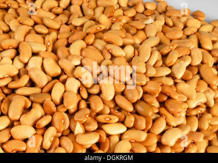 Fagioli Foto Stock