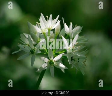 Aglio selvatico o Ramsons (Allium ursinum), fiore Foto Stock