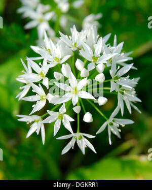 Aglio selvatico o Ramsons (Allium ursinum), fiore Foto Stock