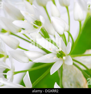 Ramsons o aglio selvatico (Allium ursinum) Foto Stock