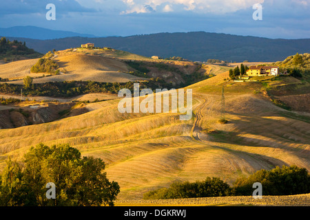 Paesaggio di rotolamento vicino a Asciano. Foto Stock