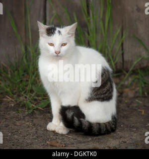 Giovani bianco tabby cat seduto di fronte alla parete di un Capannone Foto Stock