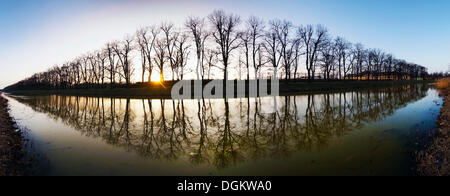 Lime Tree avenue presso il fossato, Herrenhausen Gardens, Hannover, Hannover, Bassa Sassonia, Germania Foto Stock