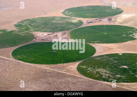 I campi di circolare con colture foraggere innaffiati da sistemi di irrigazione nel deserto del New Mexico, Moriarty, Moriarty, Nuovo Messico Foto Stock