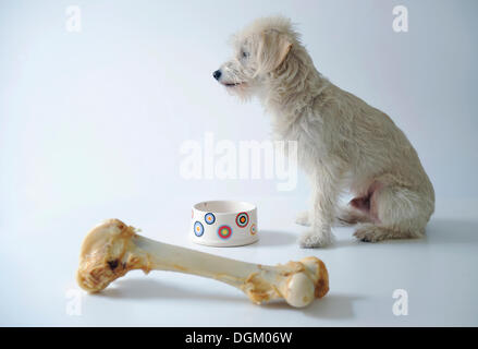 Terrier mix accanto a un vaso e un grande osso di cane Foto Stock