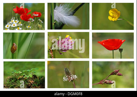 Collage della natura Foto Stock