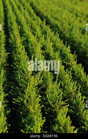 Abete bianco (Abies alba), la piantagione di alberi, nursery, Tangstedt, Schleswig-Holstein, PublicGround Foto Stock