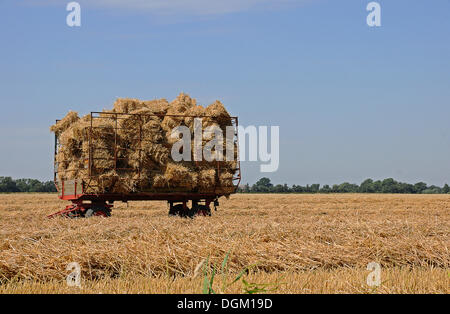 Balle di grano raccolto su un carro su un campo di stoppie, Schleswig-Holstein Foto Stock