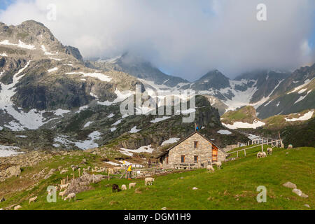 Gregge di pecore presso il rifugio Pian delle creste baita di montagna, Val Bavona, valle Maggia, Ticino, Svizzera, Europa Foto Stock