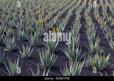 Avisa aloe vera piantagione nei pressi tiscamanita, Fuerteventura, Isole canarie, Spagna, Europa Foto Stock