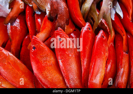 Pesce fresco in vendita presso il mercato del pesce di Pointe à Pitre, Guadalupa, caraibi, Piccole Antille Foto Stock