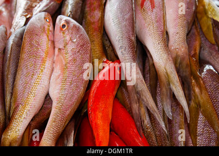 Pesce fresco in vendita su un mercato del pesce in Pointe à Pitre, Guadalupa, caraibi, Piccole Antille Foto Stock