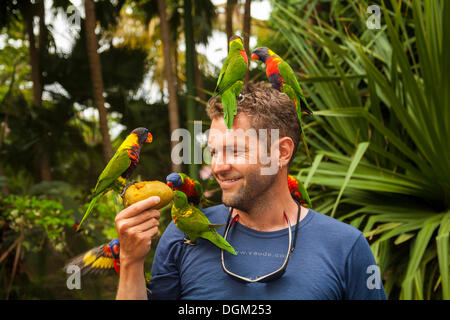 Alimentazione uomo rainbow parrocchetti (trichoglossus haematodus) con un mango, Basse Terre Guadalupa, Francia Foto Stock