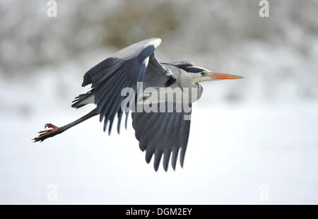 Airone cinerino (Ardea cinerea) in inverno, battenti Foto Stock