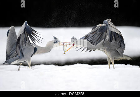 Gli aironi cenerini (Ardea cinerea), combattimenti, con pesce pescato Foto Stock