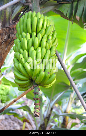 Madeira Portogallo. Un sano mazzetto di banane verdi in una piantagione di banane Foto Stock