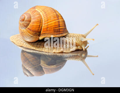 La Borgogna lumaca, romano, lumaca lumaca commestibili o escargot (Helix pomatia) sullo specchio Foto Stock