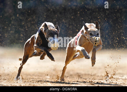 Il Greyhound Racing, levrieri, Sachsenheim, Baden-Wuerttemberg Foto Stock