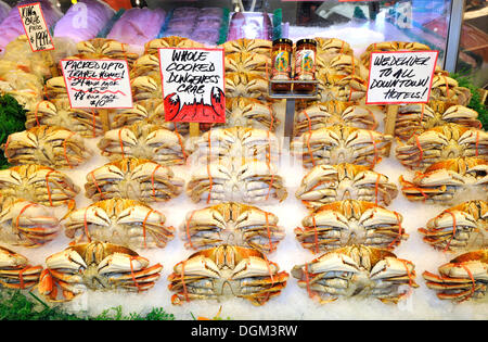 Dungeness Crabs (Metacarcinus magister) su ghiaccio, il Pike Place Market pubblica, mercato del pesce, Seattle, Washington, Stati Uniti d'America Foto Stock