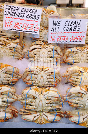 Dungeness Crabs (Metacarcinus magister) su ghiaccio, il Pike Place Market pubblica, mercato del pesce, Seattle, Washington, Stati Uniti d'America Foto Stock