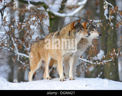 Valle di Mackenzie lupi, legname canadese il lupo (Canis lupus occidentalis), mantenendo watch Foto Stock