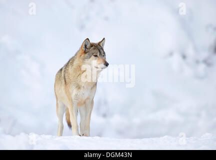 Mackenzie, Lupo Lupo Orientale, canadese lupo (Canis lupus occidentalis) nella neve Foto Stock