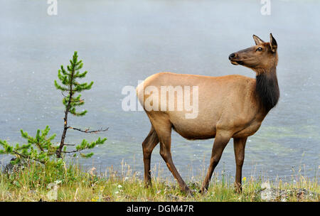 Elk o Wapiti (Cervus canadensis), mucca, il Parco Nazionale di Yellowstone, Wyoming negli Stati Uniti d'America, STATI UNITI D'AMERICA Foto Stock