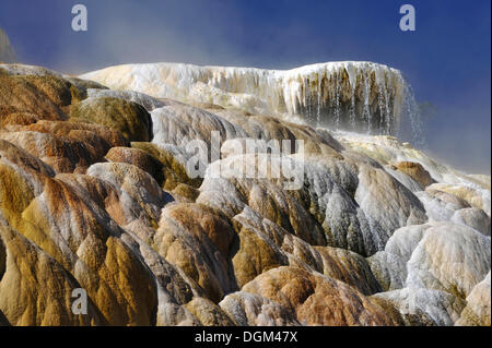 Molla di tavolozza terrazza inferiore, terrazze, calcare agglomerato a terrazze, geyser, sorgenti calde e colorate batteri termofili Foto Stock