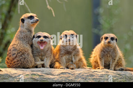 Meerkats (Suricata suricatta), un gruppo di giovani Foto Stock