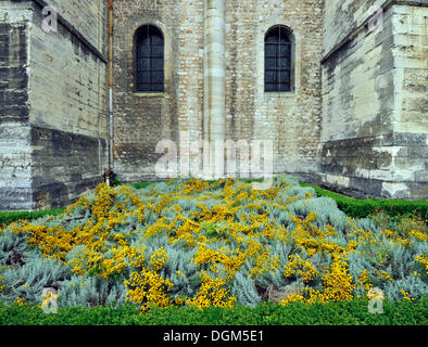 Gorse crescente nella parte anteriore di Saint-Remi Basilica abbaziale, Sito Patrimonio Mondiale dell'UNESCO, Reims, Champagne-Ardenne, Marne, Francia Foto Stock