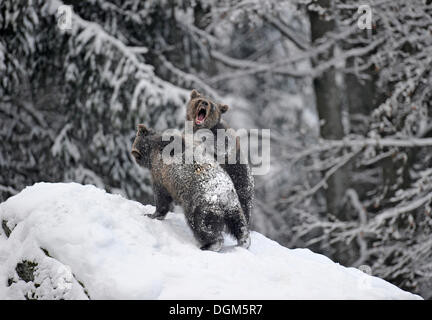 Unione l'orso bruno (Ursus arctos) cubs wrestling e giocare nella neve, Parco Nazionale della Foresta Bavarese Foto Stock