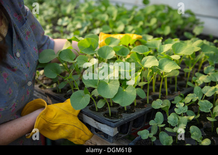 Nella fattoria. Una donna che porta i vassoi di giovani cresciuti organicamente le piantine, piante di fagiolo, fuori di una serra. Foto Stock