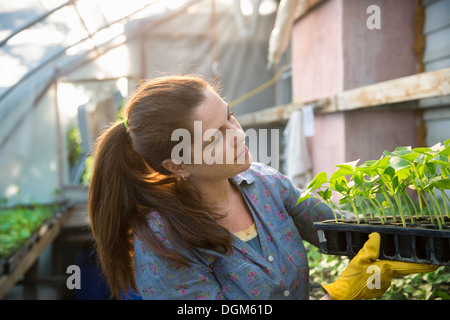 Nella fattoria. Una donna che porta i vassoi di giovani cresciuti organicamente le piantine, piante di fagiolo, fuori di una serra. Foto Stock