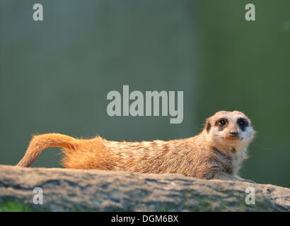 Meerkat o Surikate (Suricata suricatta), ricorrenza in Africa, prigionieri Baden-Wuerttemberg Foto Stock