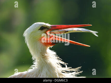 Cicogna bianca (Ciconia ciconia) con pesce catturato nel suo becco, Stoccarda, Baden-Wuerttemberg Foto Stock