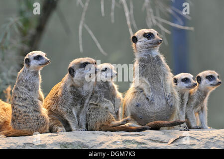 Meerkat o Suricate (Suricata suricatta), cuccioli con adulti, ricorrenza in Africa, captive, Stoccarda, Baden-Württemberg, Germania Foto Stock