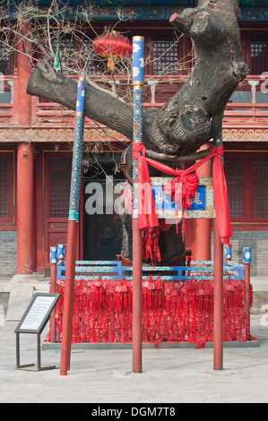 Piccolo fascino con il nuovo anno auguri in taoista Dongyue Temple di Chaoyang District, Pechino, Cina Foto Stock