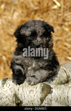 Mudi cucciolo, 5 settimane, seduti dietro un ramo Foto Stock