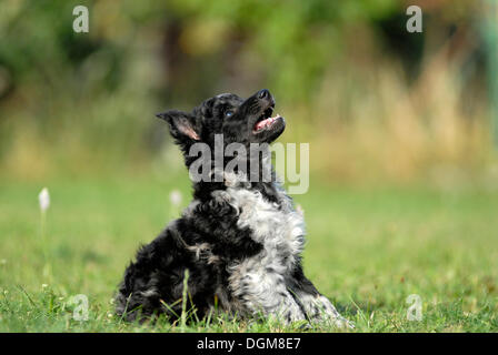 Mudi cucciolo, 6 settimane, seduta in erba Foto Stock