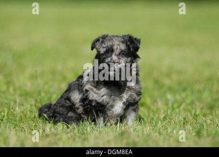 Mudi cucciolo, 6 settimane, seduti in un prato Foto Stock